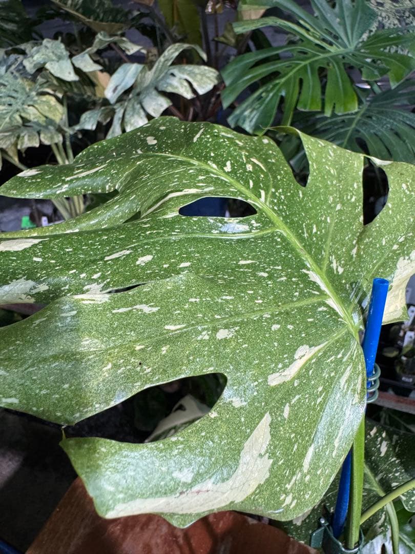 V*k様 モンステラ　タイコンステレーション　スターライト