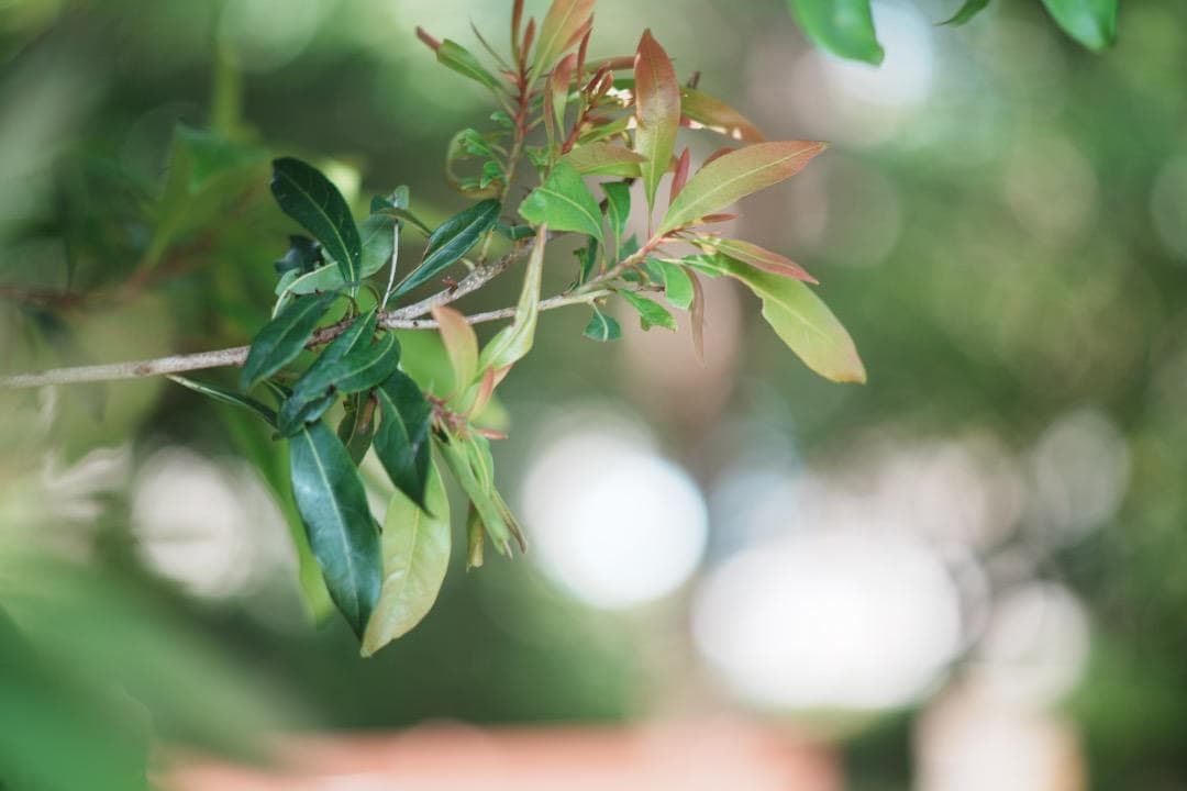 整備＆テスト ミノルタ MC TELE ROKKOR 100mm F2.5 41