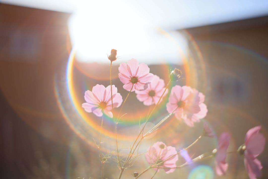 Super-Takumar 55mm F1.8 後期型 S/N：2221255