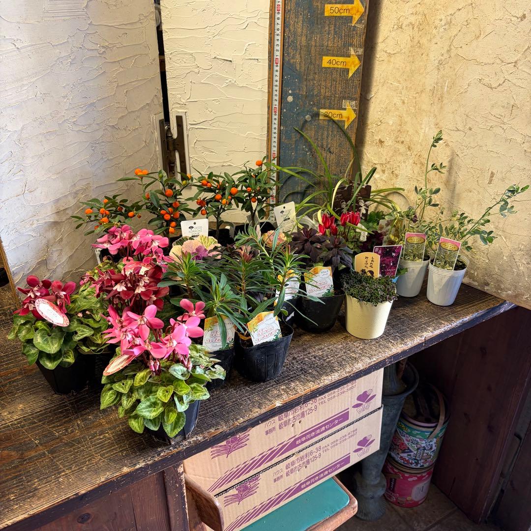 y*a様 ガーデニング　完品&おつとめ品 てんこ盛りアソート