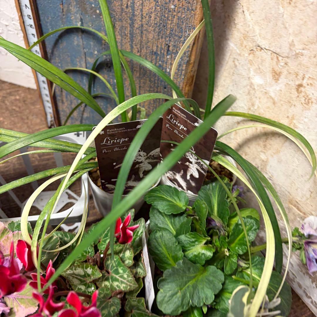 y*a様 ガーデニング　完品&おつとめ品 てんこ盛りアソート