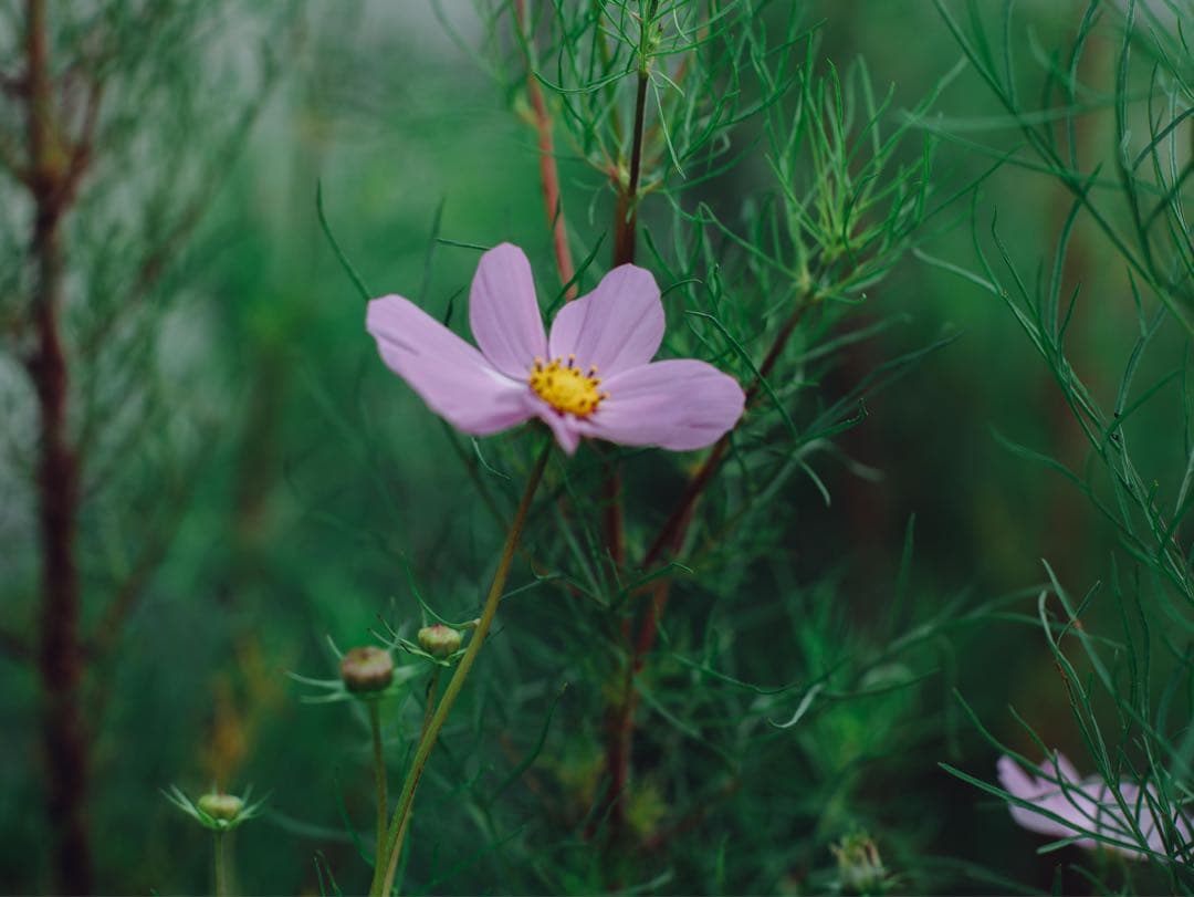 レンズ(単焦点) Mamiya 645 SEKOR C 80mm F1.9