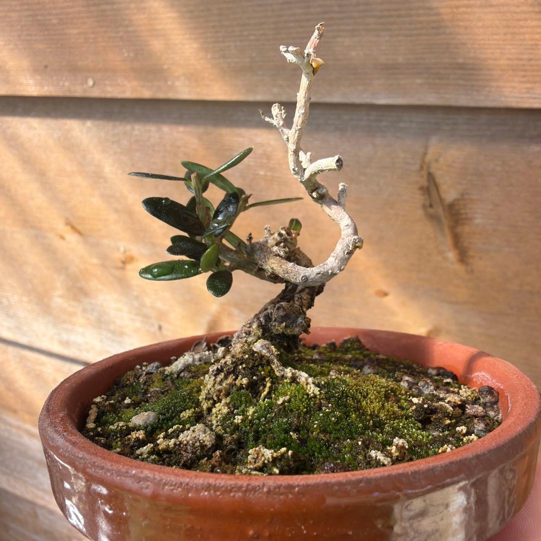 姫オリーブ小品盆栽2