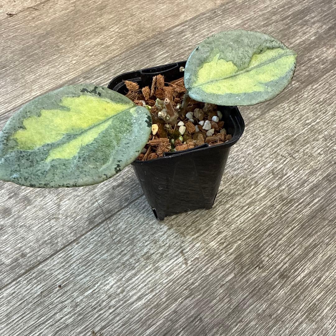 g*a様 レア　希少　ホヤ　カルノーサ　アルゲンティア　プリンセス