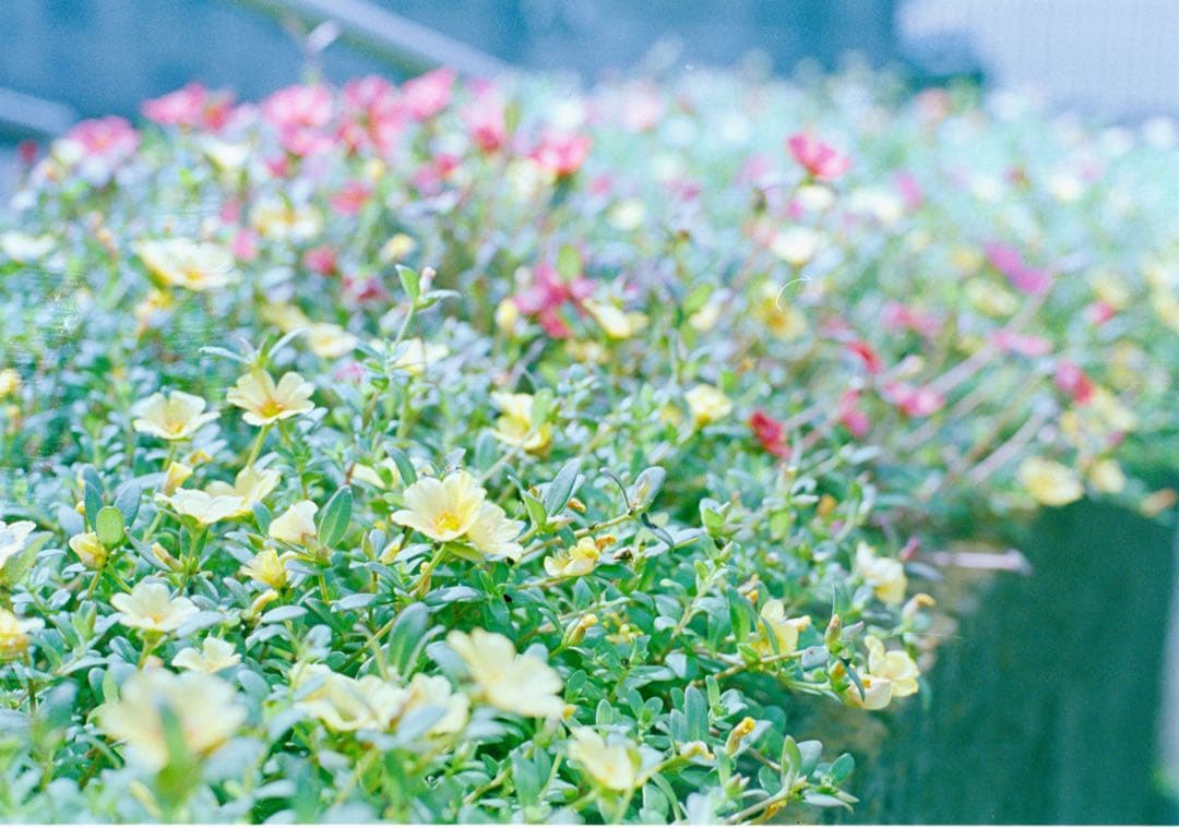 【美品】Ai Nikkor 50mm F1.4