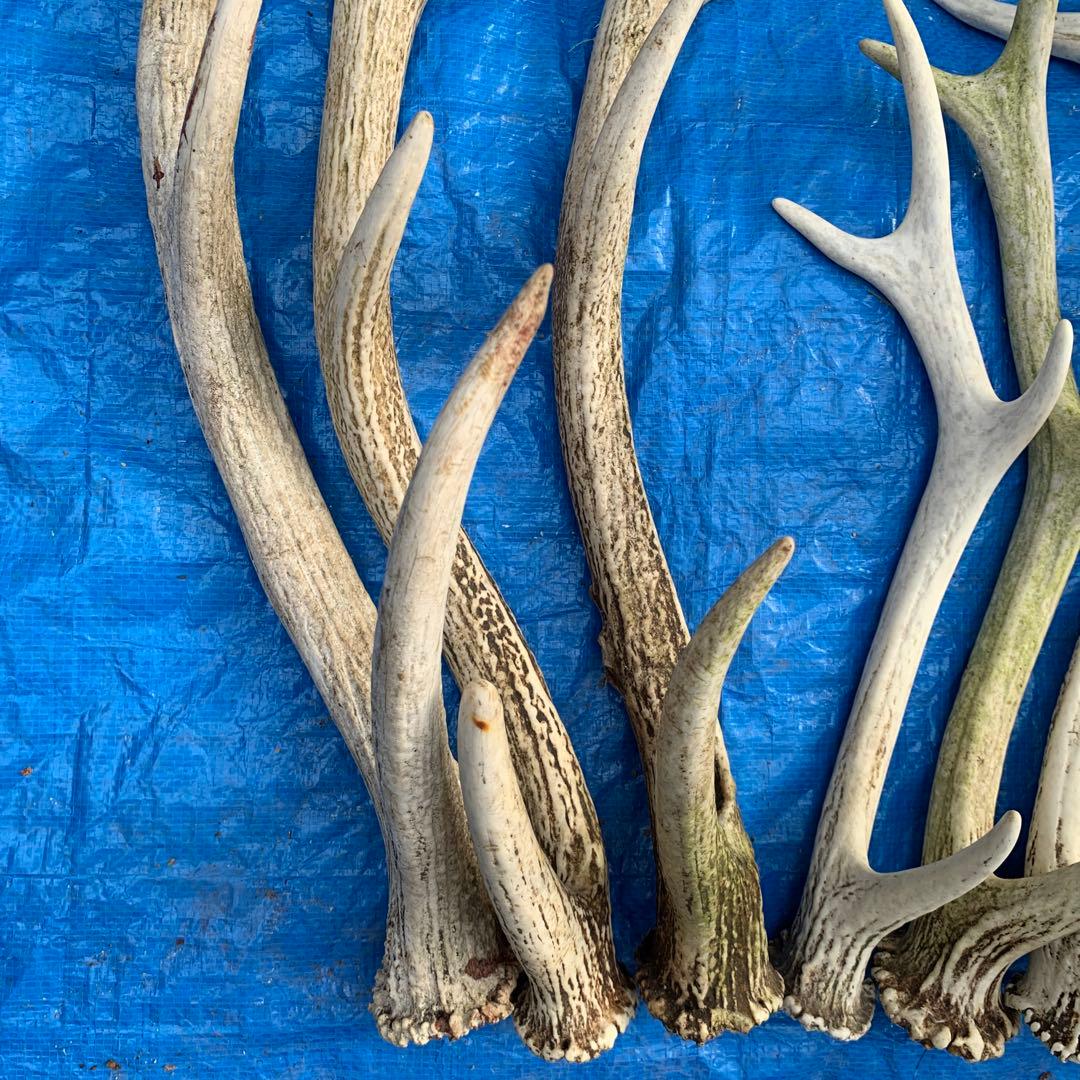 No.2057『鹿角8本セット』鹿の角　エゾ鹿　鹿角　蝦夷鹿