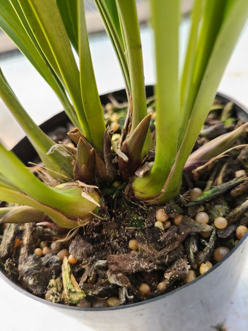 ミスマフェット。花芽3個。2鉢セット。蜜蜂誘引蘭。日本蜜蜂