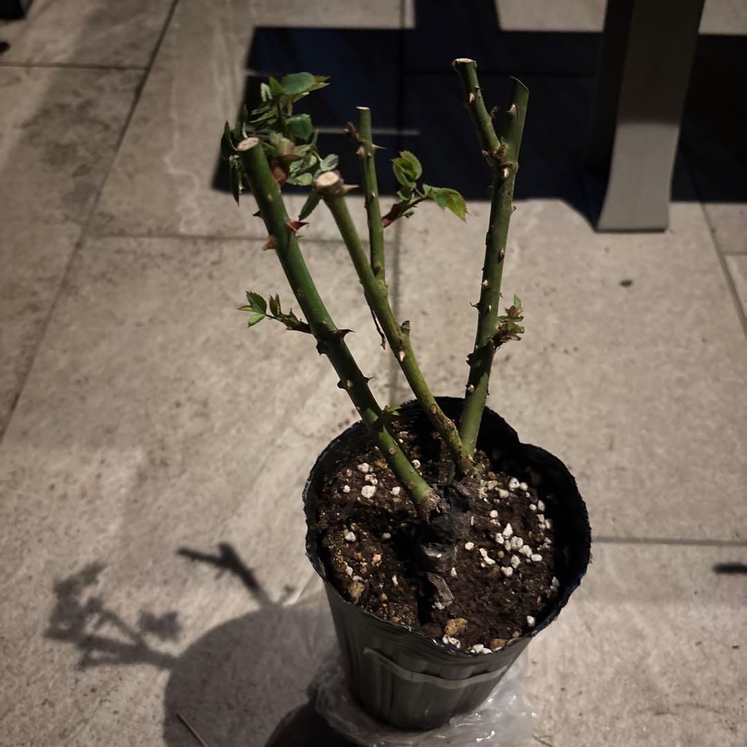 セレスティアル & パフロア バラ苗セット