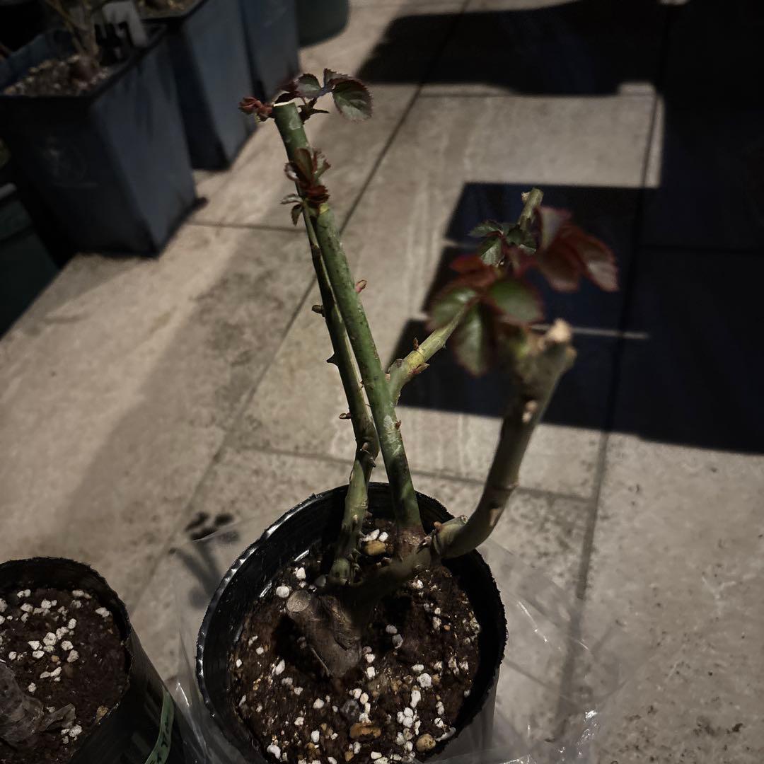 セレスティアル & パフロア バラ苗セット