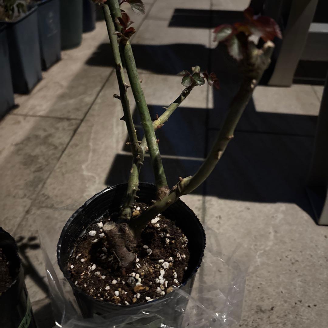 セレスティアル & パフロア バラ苗セット