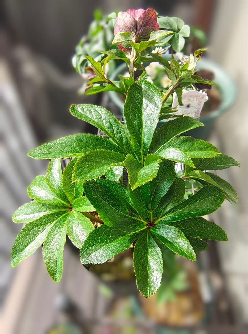 2619シャルウィダンス赤 ヒデコートhyb若泉ファーム クリスマスローズ開花株