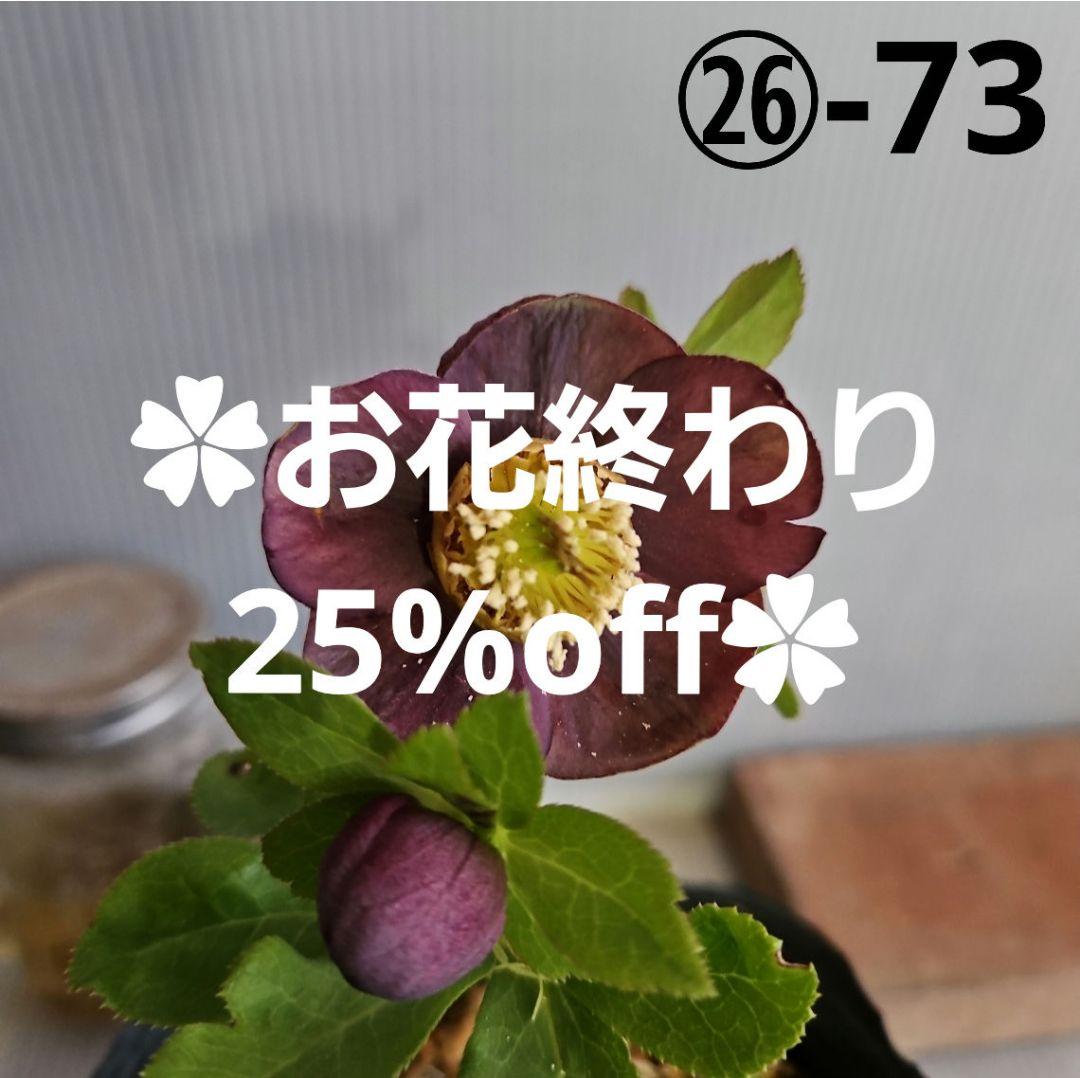 ★genta様ご購入苗✿㉖-73㉖-225クリスマスローズ