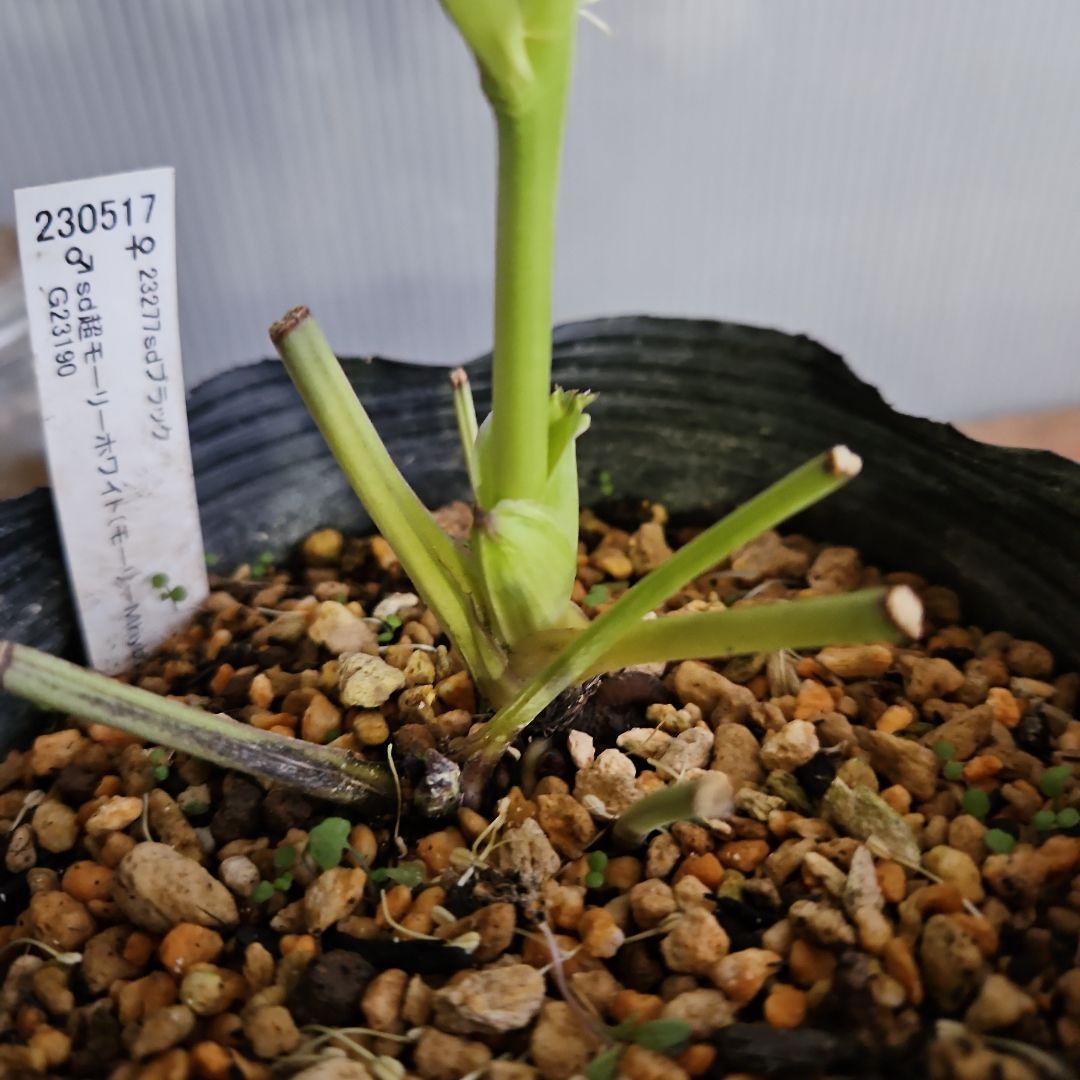 ★genta様ご購入苗✿㉖-73㉖-225クリスマスローズ