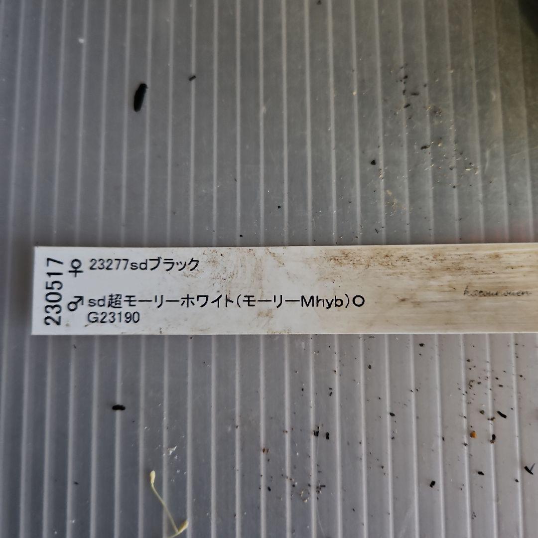 ★genta様ご購入苗✿㉖-73㉖-225クリスマスローズ