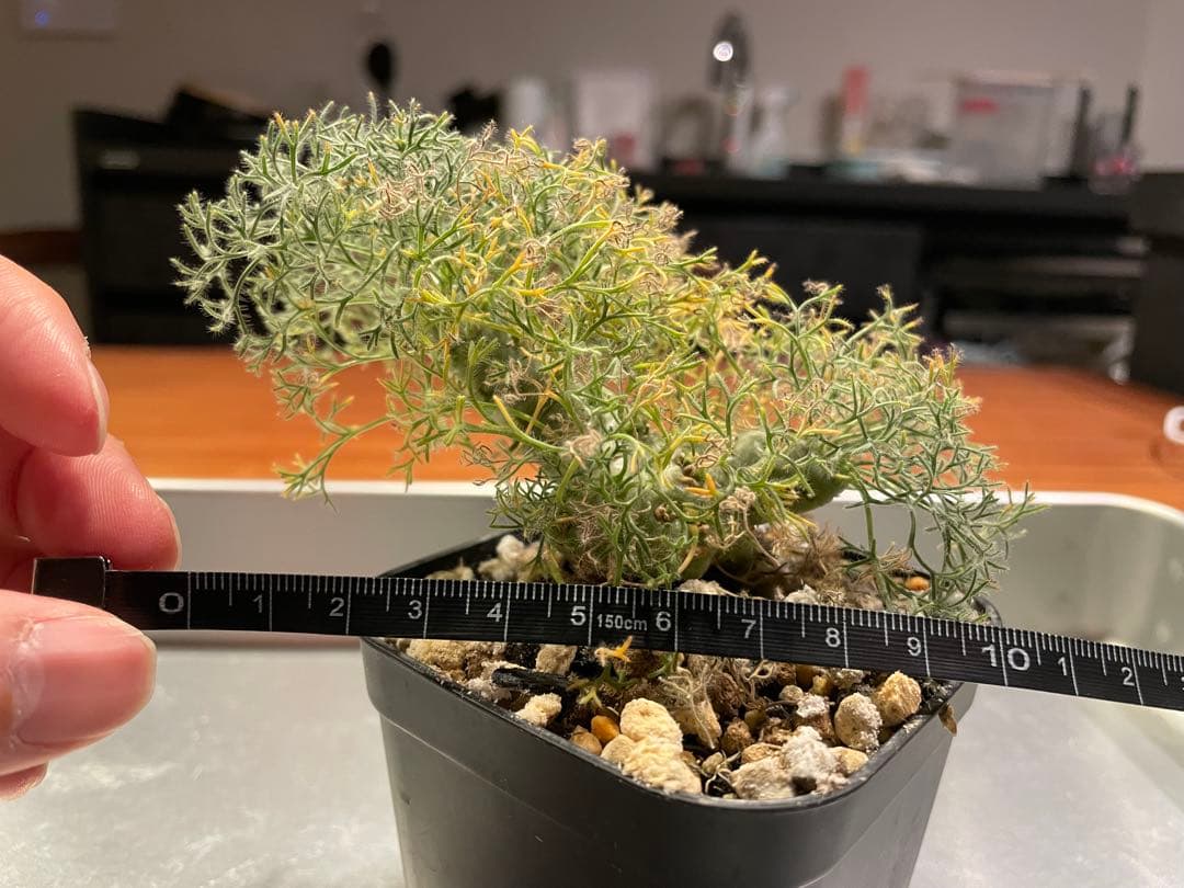 モンソニア　ペニクリナム