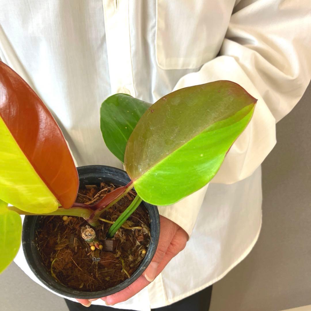 超希少❗️フィロデンドロン　イエローフレーム　レッドムーン✨