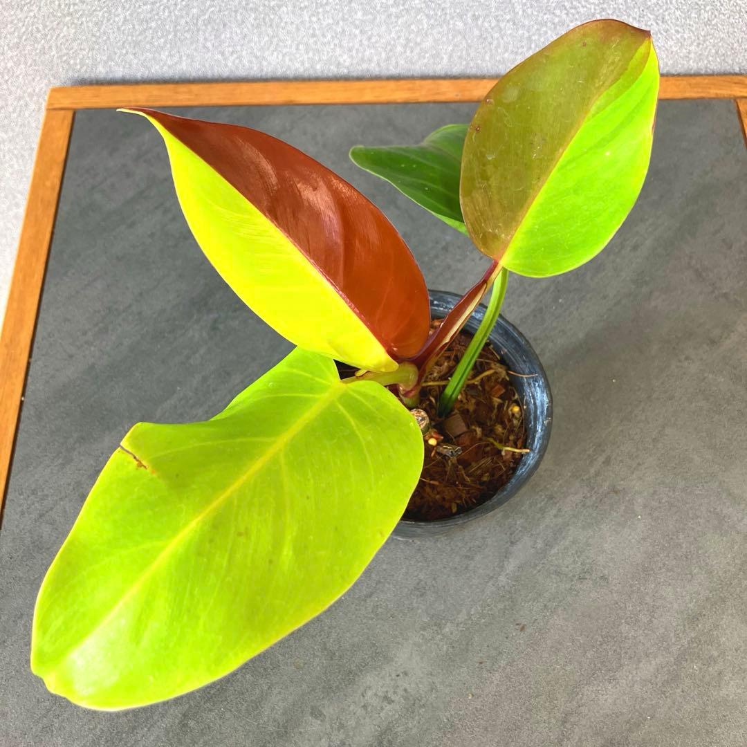 超希少❗️フィロデンドロン　イエローフレーム　レッドムーン✨