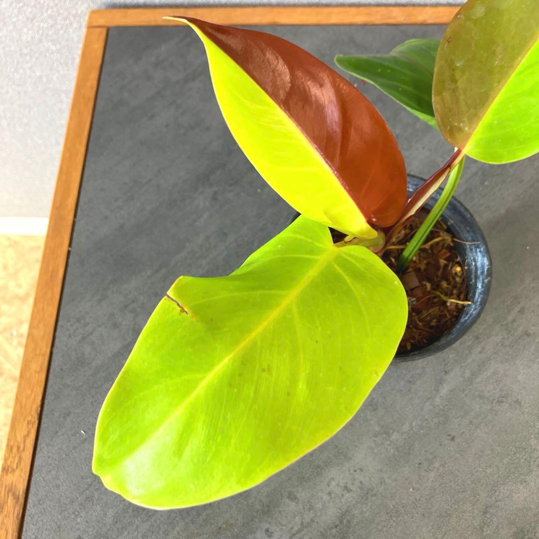 超希少❗️フィロデンドロン　イエローフレーム　レッドムーン✨
