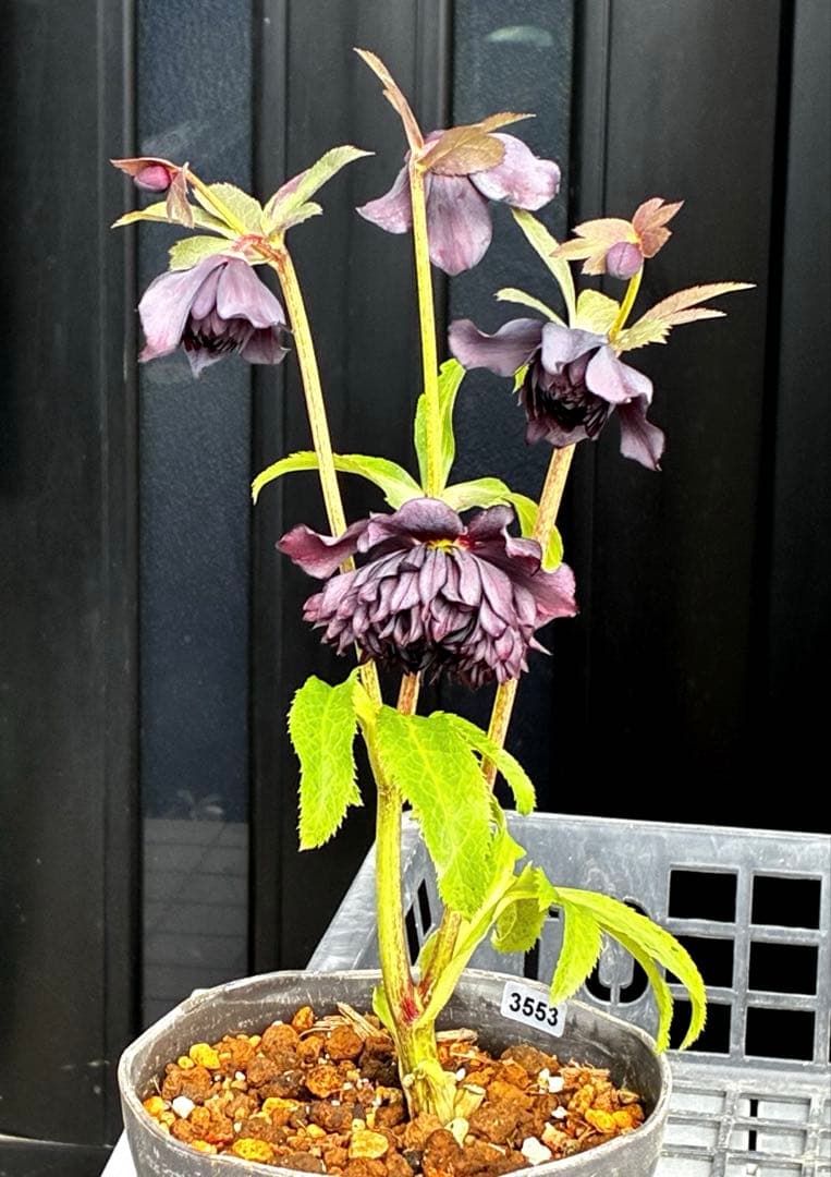 ま*こ様 3553☘️蕾花付き☘️⭐️黒⭐️超多弁⭐️艶フラッシュ⭐️スクリュー