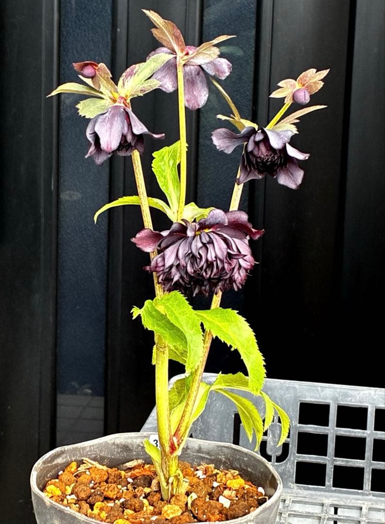 ま*こ様 3553☘️蕾花付き☘️⭐️黒⭐️超多弁⭐️艶フラッシュ⭐️スクリュー