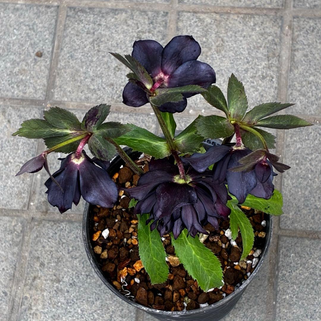 ま*こ様 3553☘️蕾花付き☘️⭐️黒⭐️超多弁⭐️艶フラッシュ⭐️スクリュー