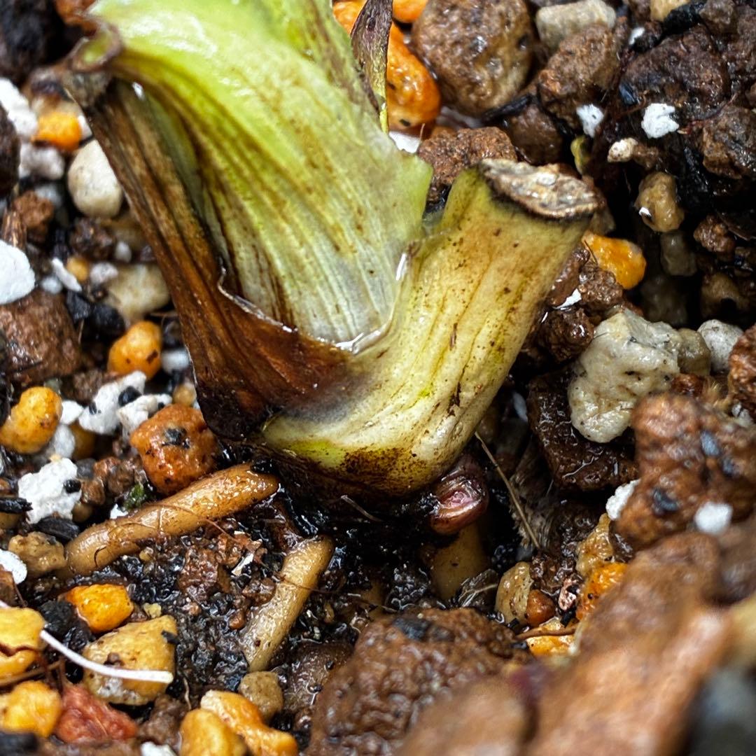 ま*こ様 3553☘️蕾花付き☘️⭐️黒⭐️超多弁⭐️艶フラッシュ⭐️スクリュー