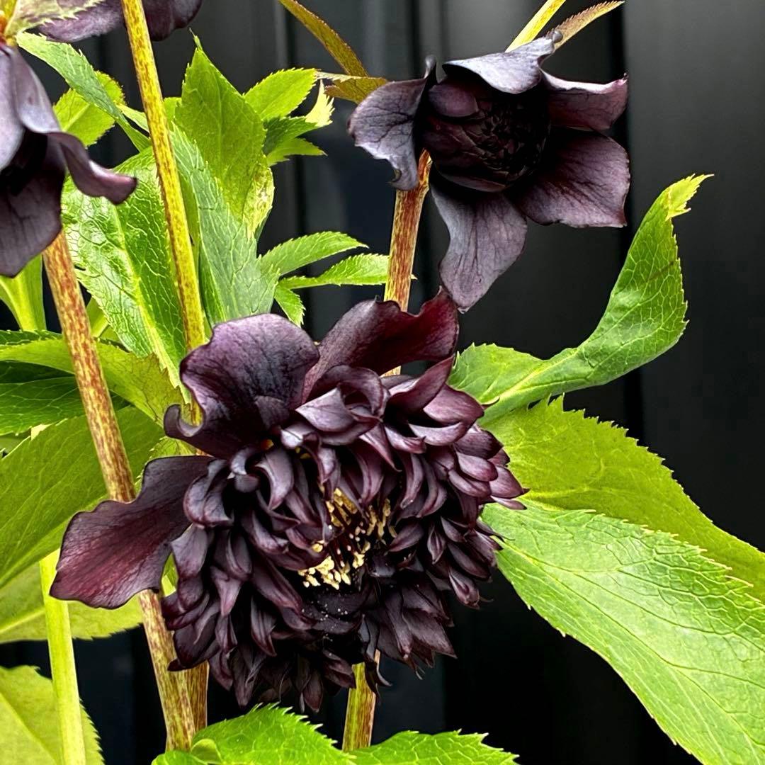 ま*こ様 3553☘️蕾花付き☘️⭐️黒⭐️超多弁⭐️艶フラッシュ⭐️スクリュー