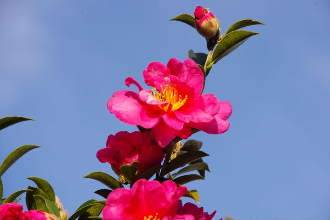 『動作確認美品』ペンタックスK-x デジタル一眼レフカメラ