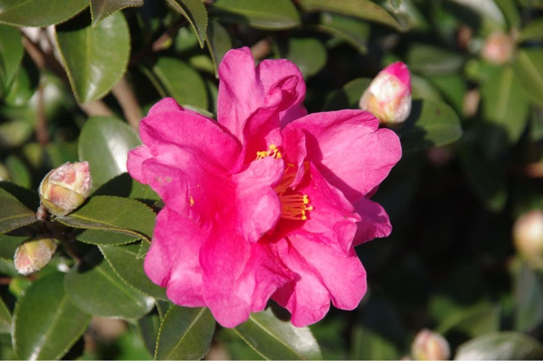 『動作確認美品』ペンタックスK-x デジタル一眼レフカメラ