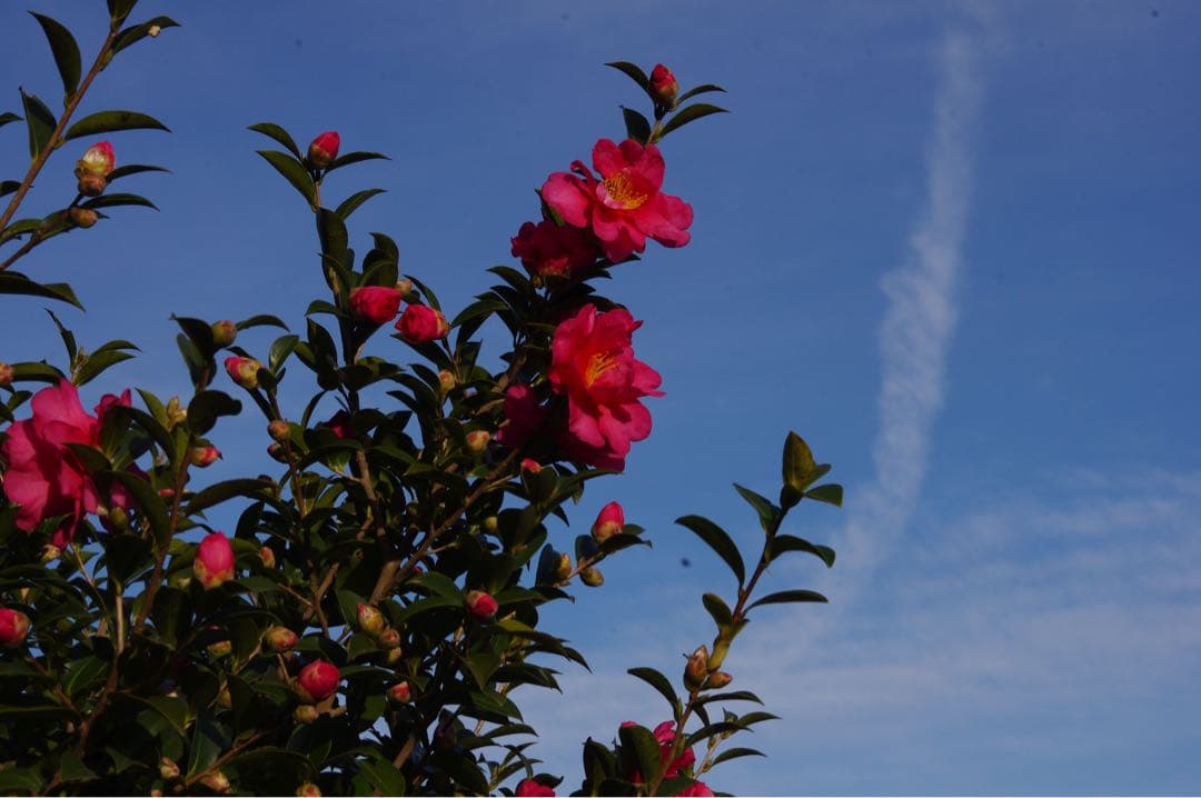 『動作確認美品』ペンタックスK-x デジタル一眼レフカメラ