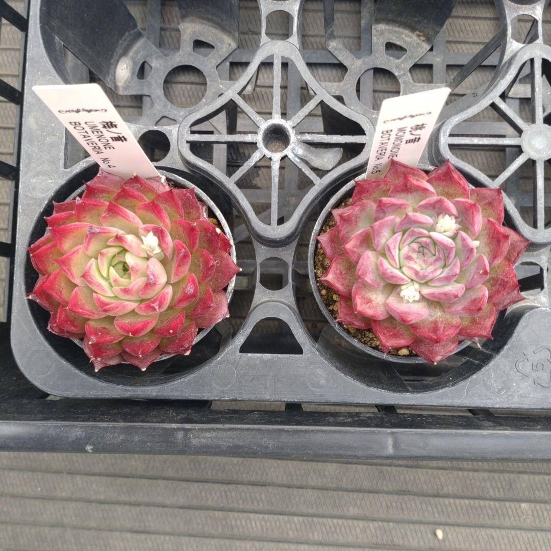 alberobelloさん専用