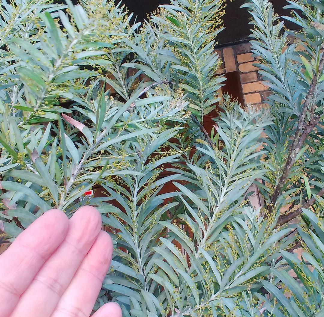 アカシアブルーブッシュ苗 大型190cm❗10号 綺麗な樹形 シルバーリーフ