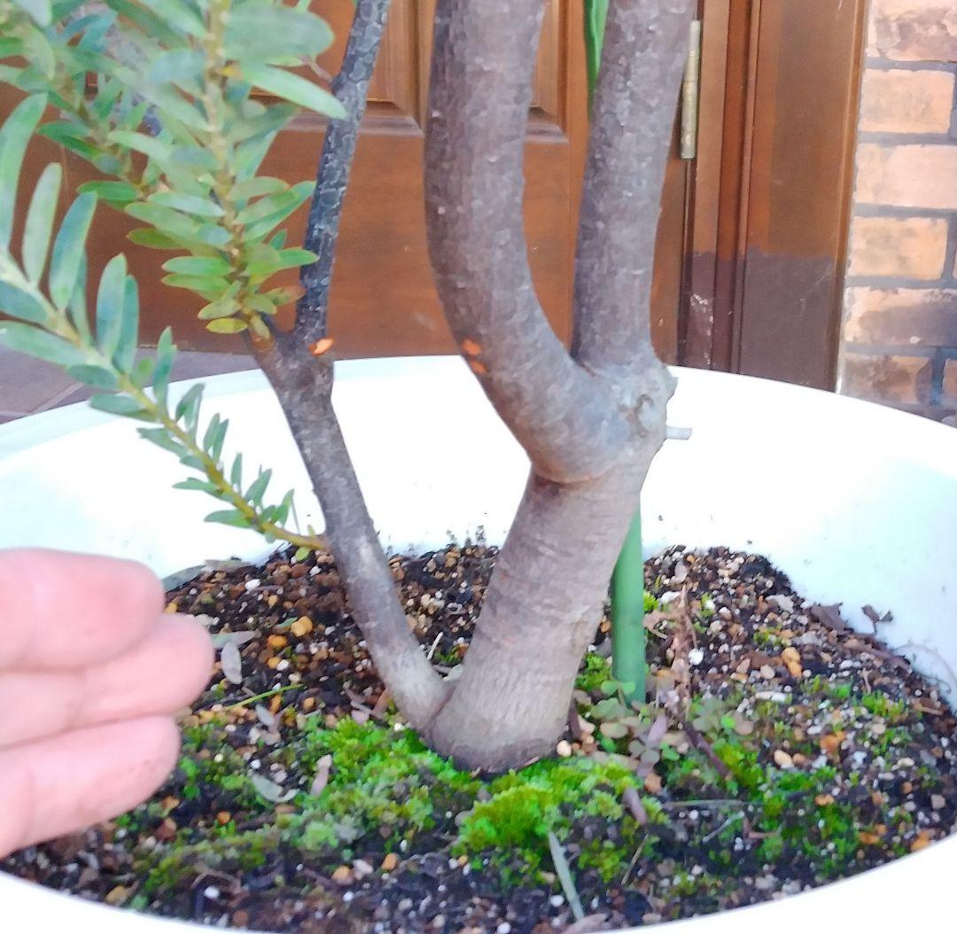 アカシアブルーブッシュ苗 大型190cm❗10号 綺麗な樹形 シルバーリーフ