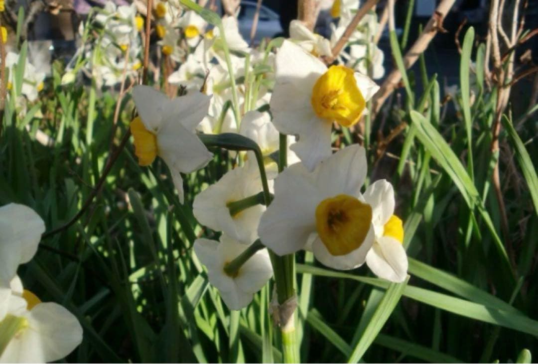 デジタルカメラ CASIO EXILIM ZOOM EX-Z250