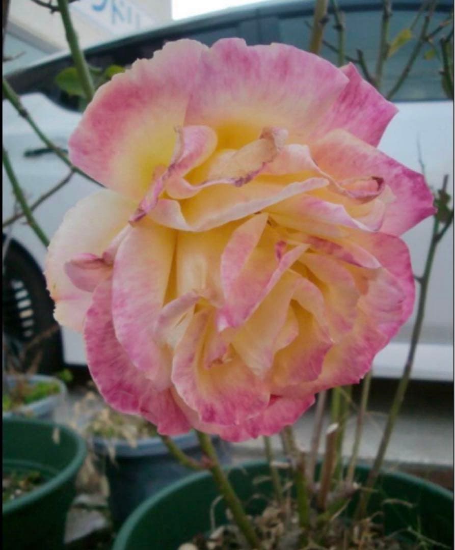 デジタルカメラ CASIO EXILIM ZOOM EX-Z250