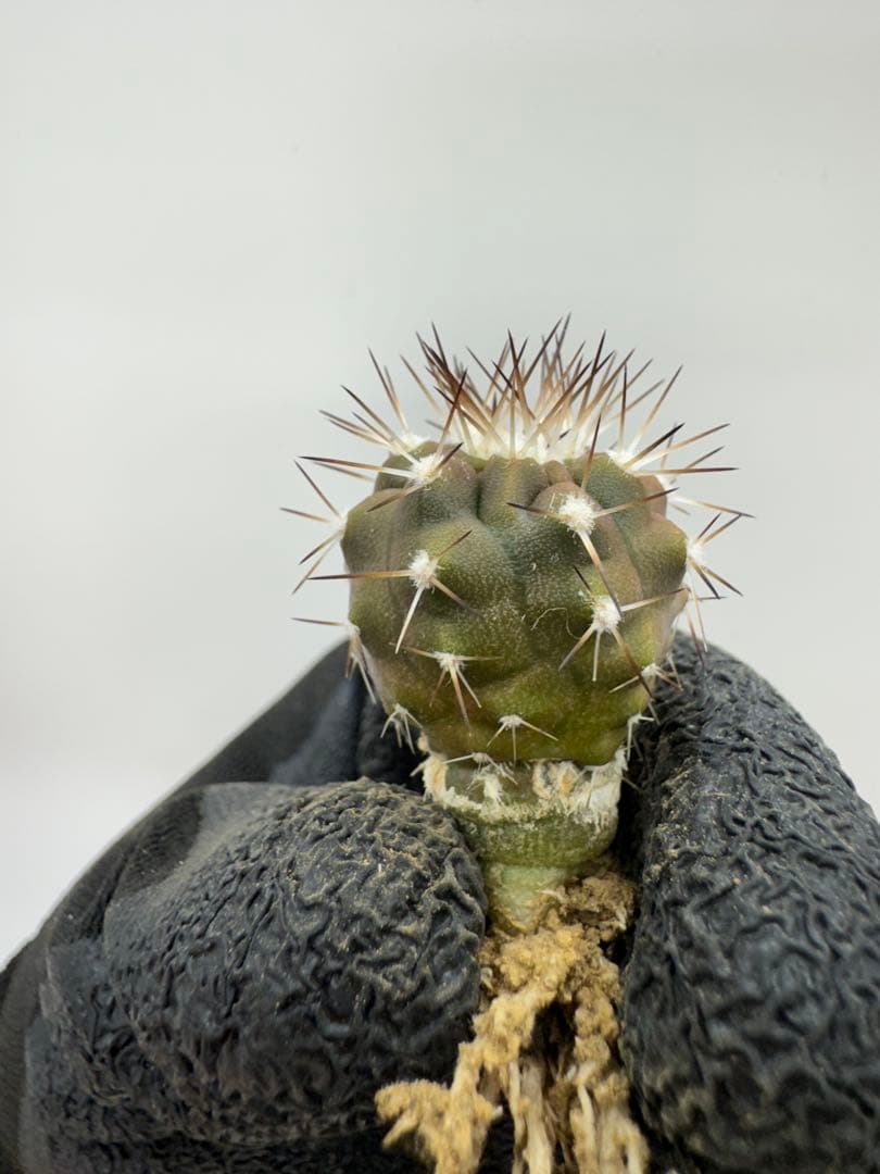 むささび様 リクエスト 5点 まとめ商品