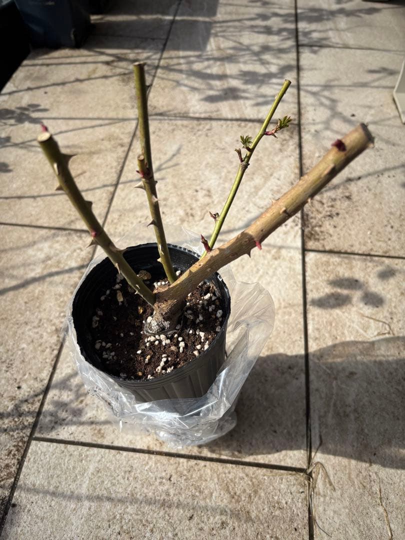 バラ苗 4種セット