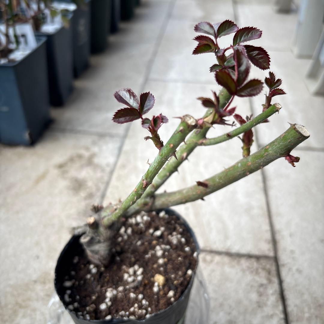 バラ苗 4種セット