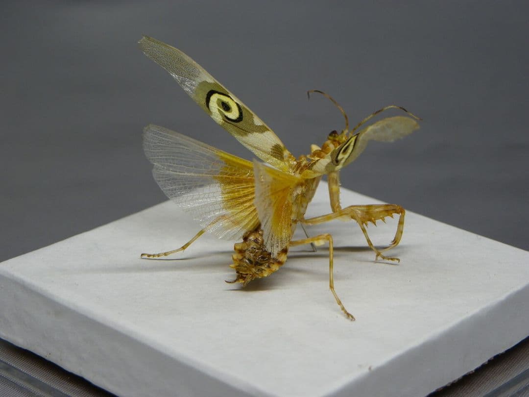 アフリカメダマカマキリ　ペア　立体標本