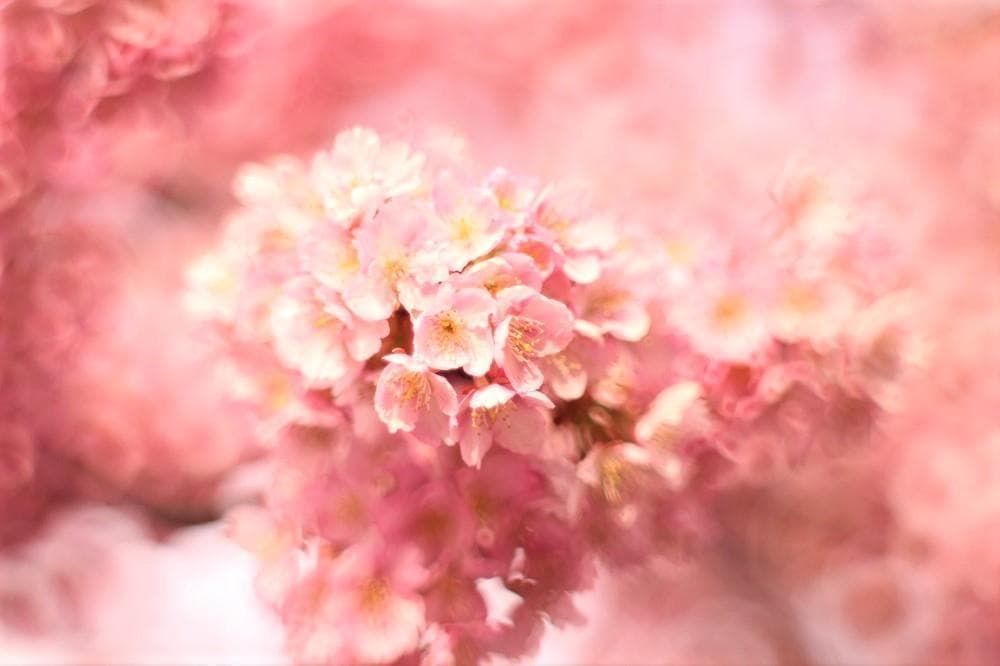 【宝石レンズ】 SMC Takumar 55mm F1.8 宝石タクマー