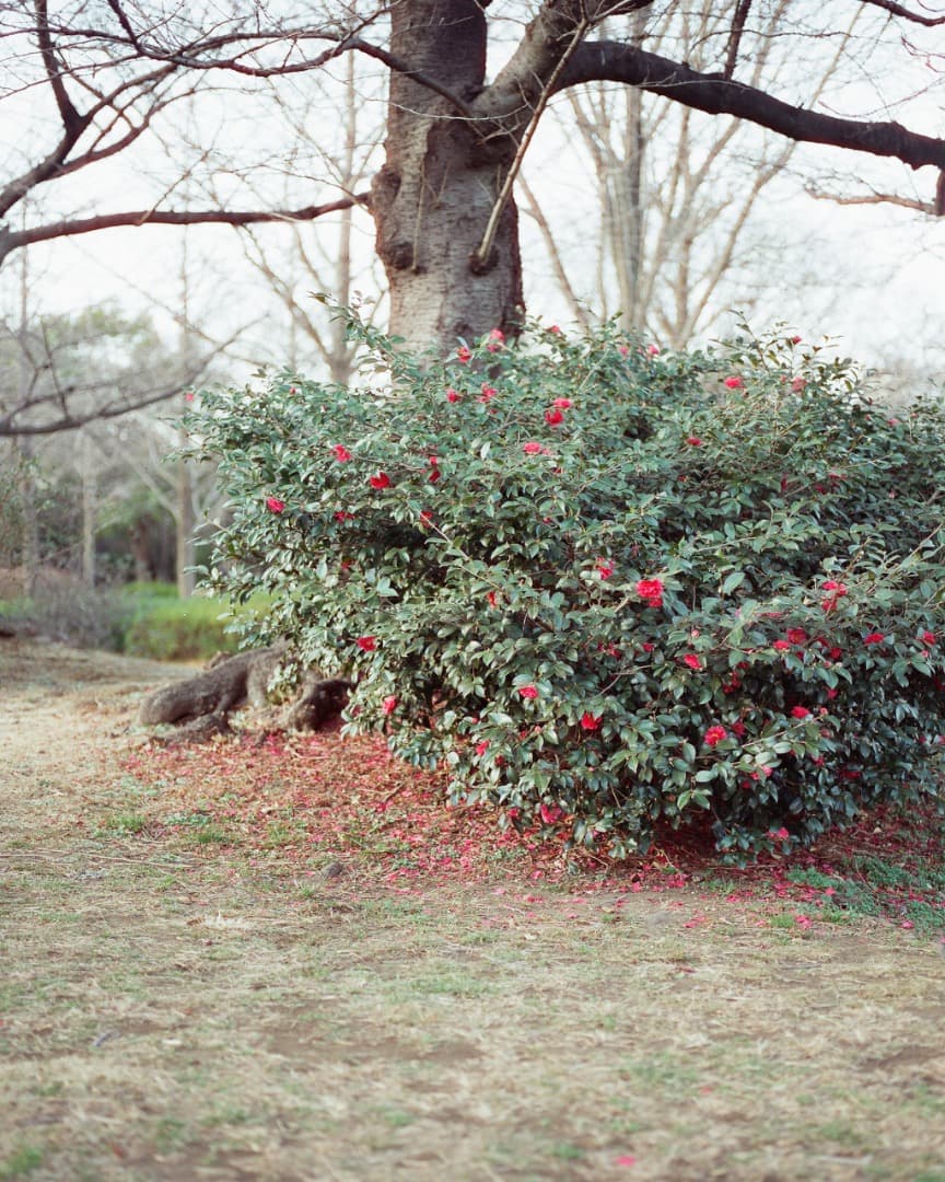 PENTAX 645N + A645 75mm F2.8 完動品