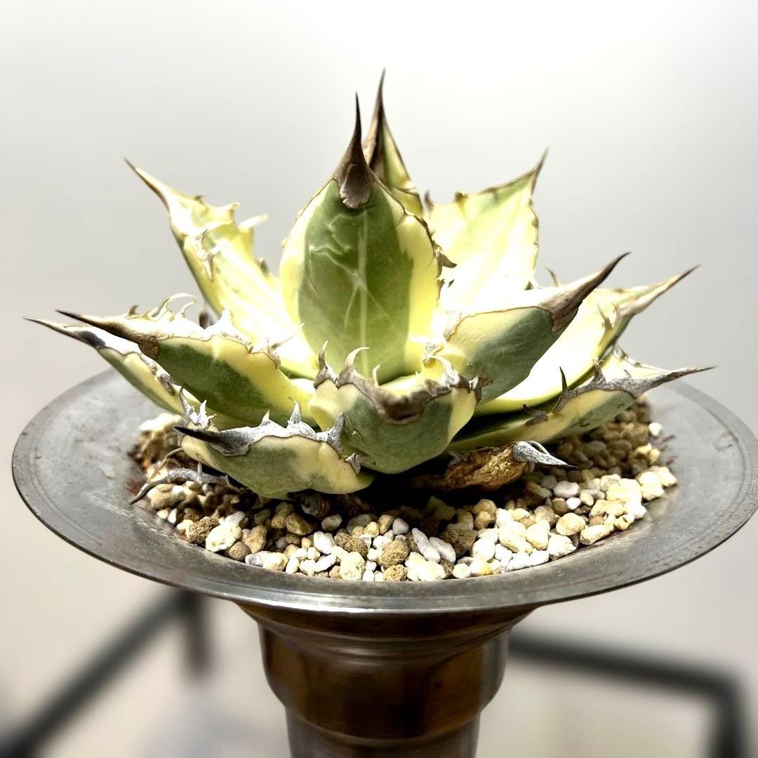 アガベ 鉢植発送 ドラゴンアガベ 暴牙 M&M鉢付　販売証明完備