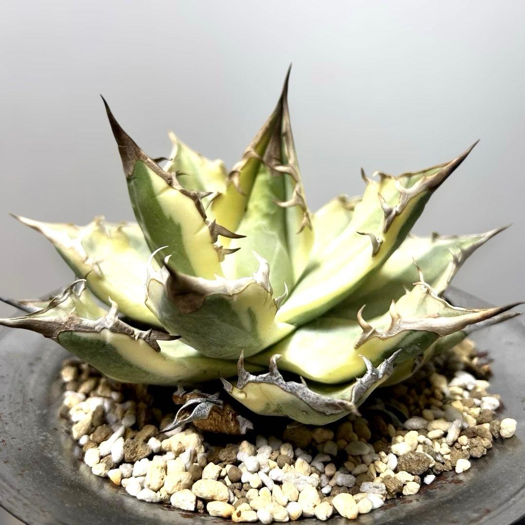 アガベ 鉢植発送 ドラゴンアガベ 暴牙 M&M鉢付　販売証明完備