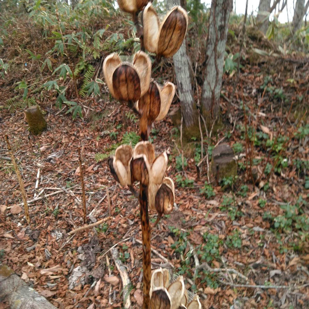 mk923mId4様特別オーダー専門ページ　オオウバユリのホワイト