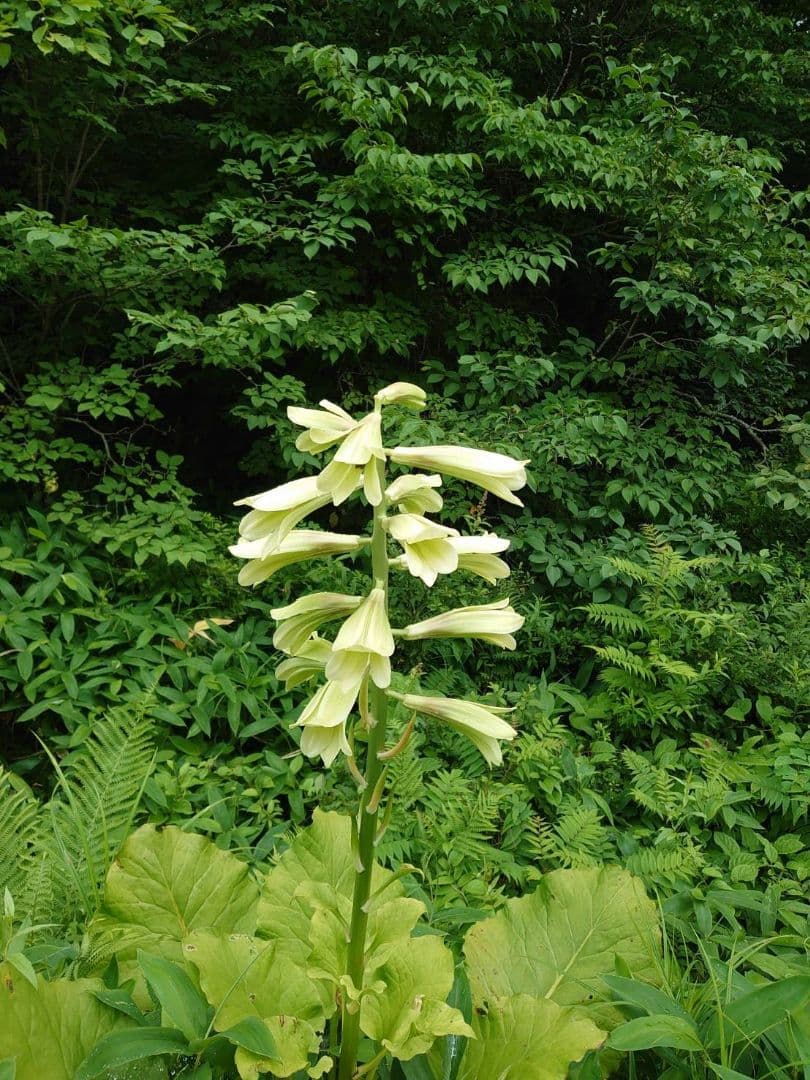 mk923mId4様特別オーダー専門ページ　オオウバユリのホワイト