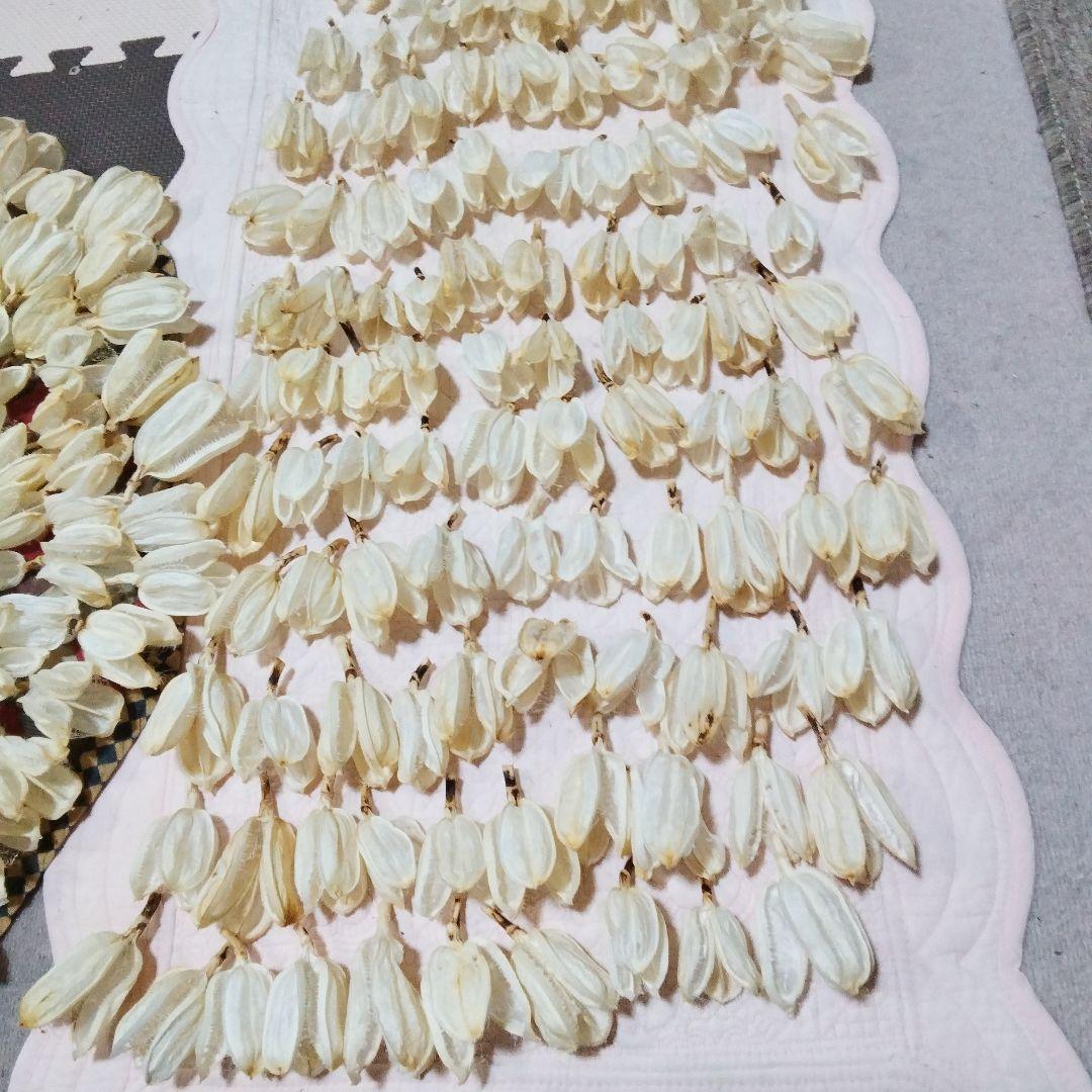 mk923mId4様特別オーダー専門ページ　オオウバユリのホワイト