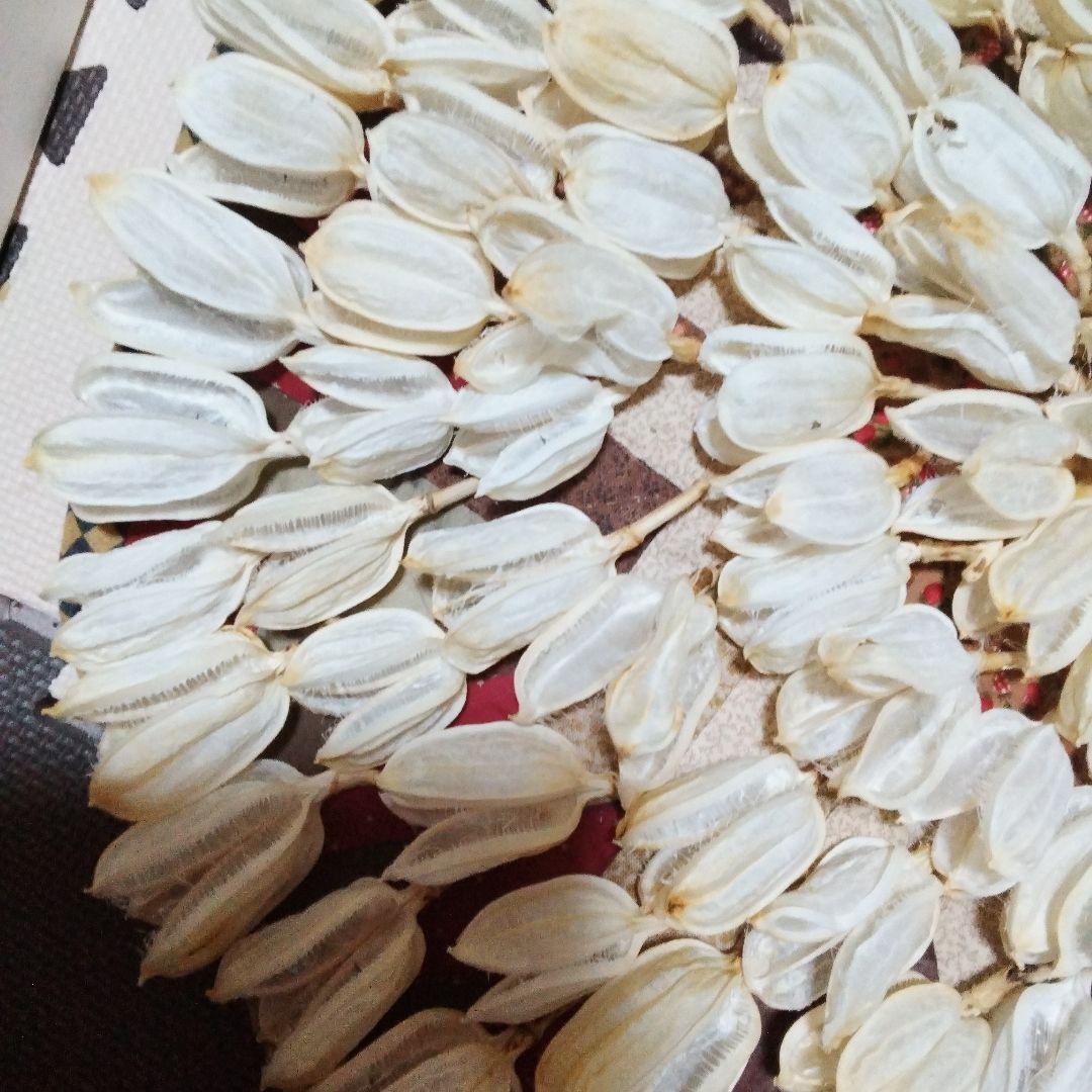 mk923mId4様特別オーダー専門ページ　オオウバユリのホワイト