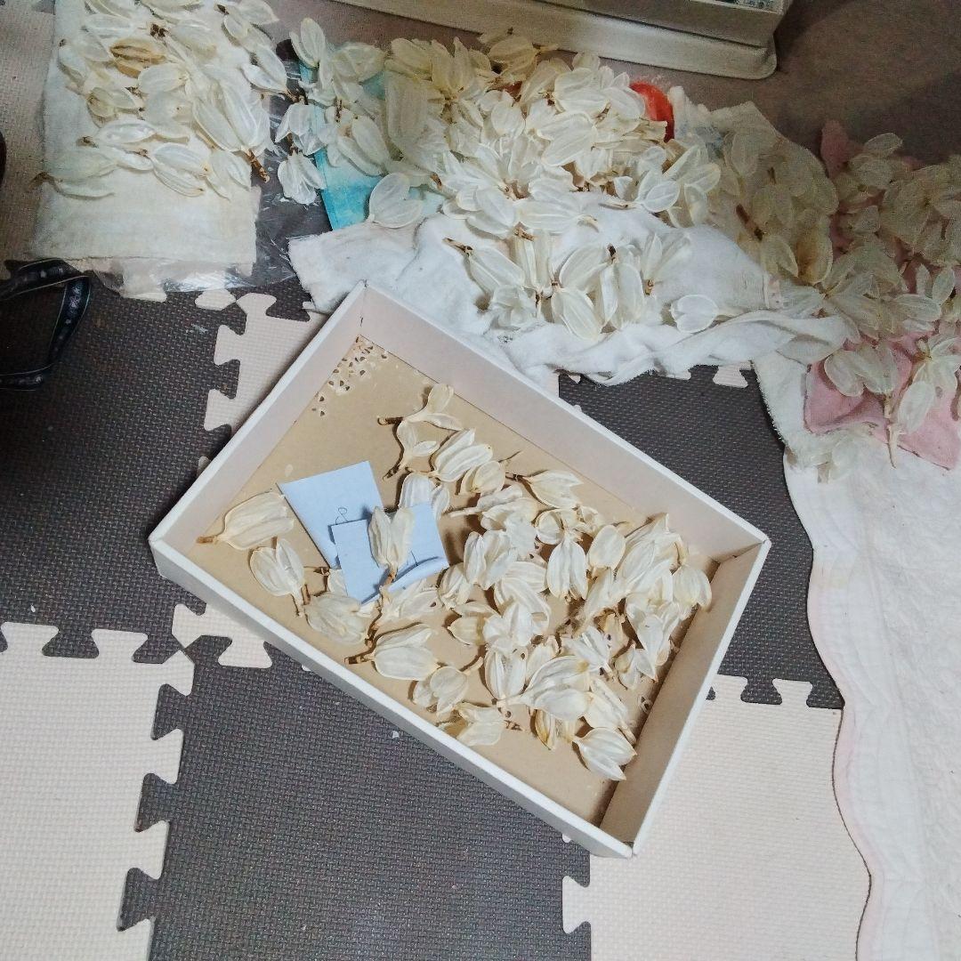 mk923mId4様特別オーダー専門ページ　オオウバユリのホワイト