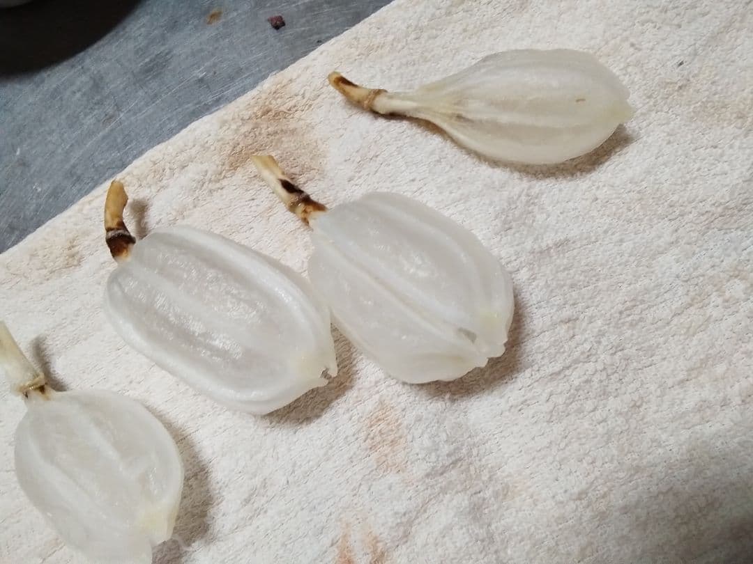 mk923mId4様特別オーダー専門ページ　オオウバユリのホワイト