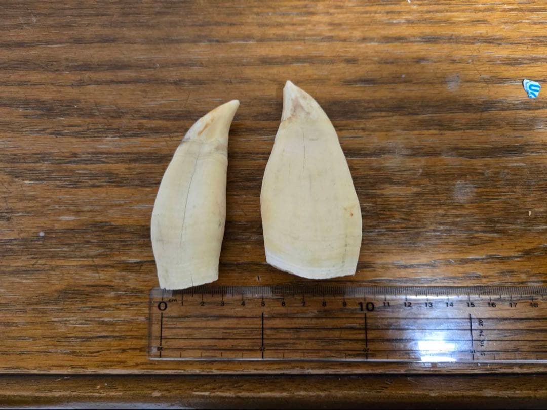 シャチの歯です。